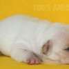 Frenchie_Bulldog