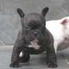 Frenchie_Bulldog