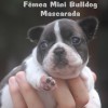 Mini bulldog