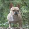 minibully