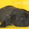 Frenchie_Bulldog