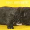Frenchie_Bulldog