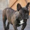 Frenchie_Bulldog