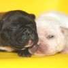 Frenchie_Bulldog