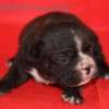 Frenchie_Bulldog