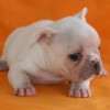 Frenchie_Bulldog