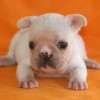 Frenchie_Bulldog