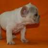 Frenchie_Bulldog