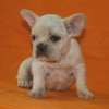 Frenchie_Bulldog