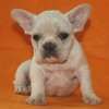Frenchie_Bulldog