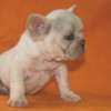 Frenchie_Bulldog