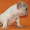 Frenchie_Bulldog