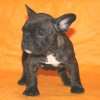 Frenchie_Bulldog