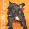 Frenchie_Bulldog