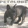 Frenchie_Bulldog