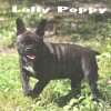 Frenchie_Bulldog