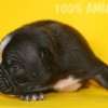 Frenchie_Bulldog