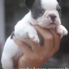 Mini bulldog