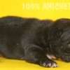Frenchie_Bulldog