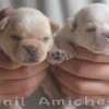 Frenchie_Bulldog