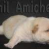Frenchie_Bulldog