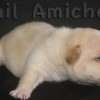 Frenchie_Bulldog