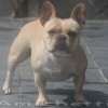 minibully