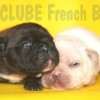 Frenchie_Bulldog