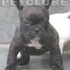 Frenchie_Bulldog