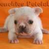 Frenchie_Bulldog