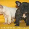 Frenchie_Bulldog