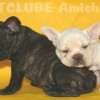 Frenchie_Bulldog