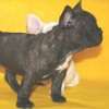 Frenchie_Bulldog