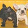 Frenchie_Bulldog