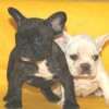 Frenchie_Bulldog
