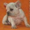 Frenchie_Bulldog