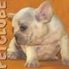 Frenchie_Bulldog