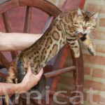 Bengal Original Petclube Cat