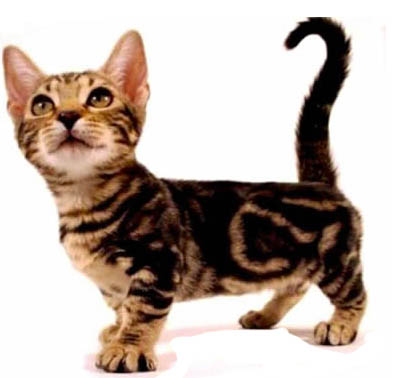 genetta mini cat toycat mini bengal