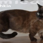 Mini Gato ToyCat Petclube
