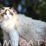 ragdoll.jpge
