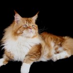 Maine Coon Petclube