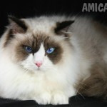 Ragdoll