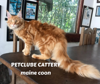 maine coon petclubecat