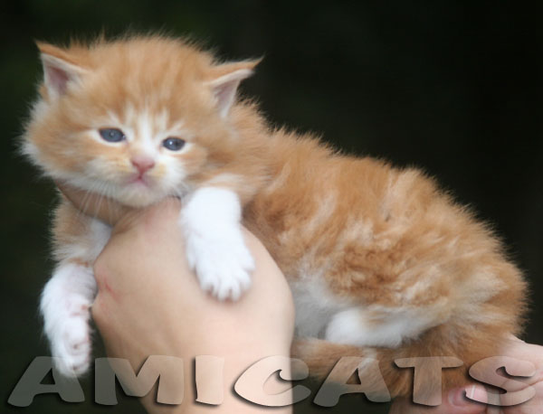 Você sabia que os Maine Coons Red são um dos mais icônicos e charmosos da raça? 
