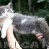 MAINE COON GATIL de GATO Super GIGANTE