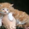 Filhote Maine Coon Gatos Gigantes Verdadeiros