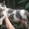MAINE COON GATIL de GATO Super GIGANTE