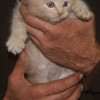 Filhote Maine Coon Gatos Gigantes Verdadeiros