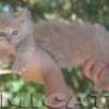 Filhote Maine Coon Gatos Gigantes Verdadeiros